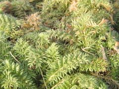 Acaena myriophylla