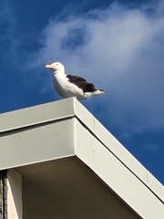 Larus marinus