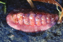 Tonicella venusta