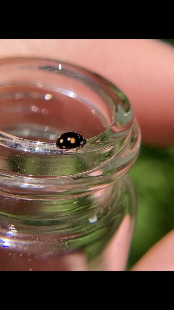 Esteemed Lady Beetle