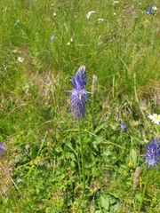 Phyteuma betonicifolium