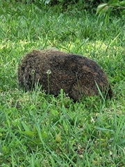 Marmota monax