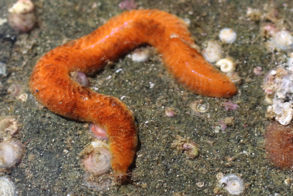 Notophyllum imbricatum