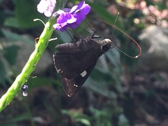 Notocrypta paralysos varians