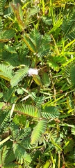 Mimosa pudica