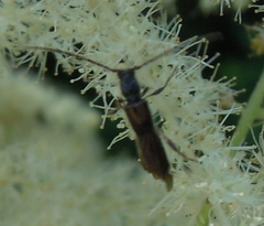 Molorchus umbellatarum