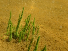 Ephydatia fluviatilis