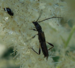 Molorchus umbellatarum