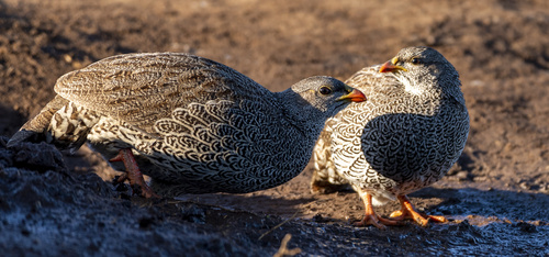 Natal Spurfowl