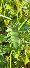 Mimosa pudica