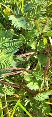 Mimosa pudica