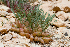 Astragalus megacarpus