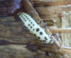 Calvia decemguttata
