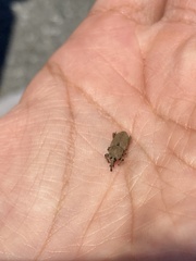 Sphenophorus callosus