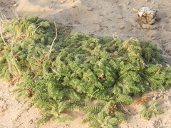 Acaena myriophylla
