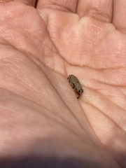 Sphenophorus callosus