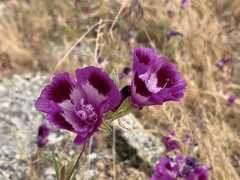 Clarkia williamsonii
