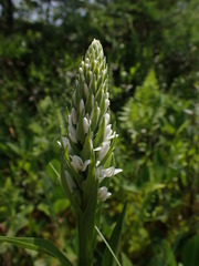 Platanthera dilatata