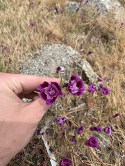 Clarkia williamsonii
