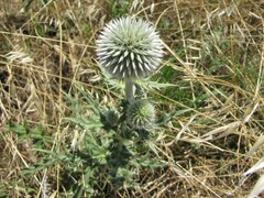 Echinops sphaerocephalus albidus