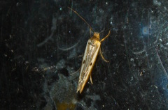 Parahyponomeuta egregiella