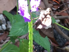 Notocrypta paralysos varians