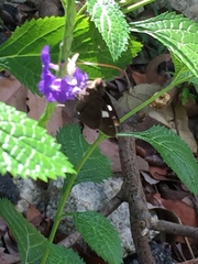 Notocrypta paralysos varians