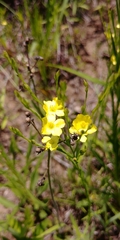 Linum medium