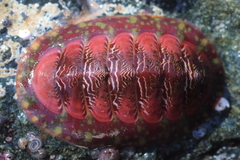 Tonicella insignis