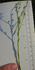 Linum medium