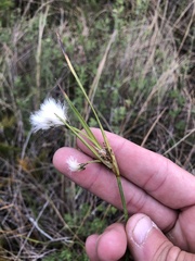 Eriophorum viridicarinatum