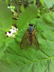 Rhagio notatus