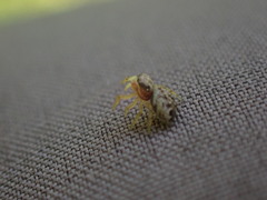 Pelegrina flavipes