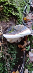 Ganoderma australe