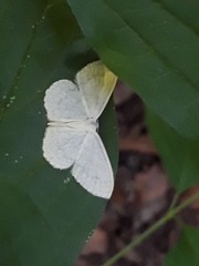 Scopula floslactata