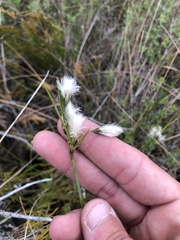 Eriophorum viridicarinatum