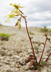 Chylismia scapoidea