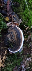 Ganoderma australe