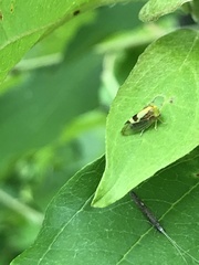 Ophiderma evelyna