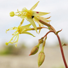 Chylismia scapoidea