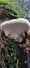 Ganoderma australe
