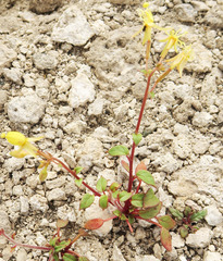 Chylismia scapoidea