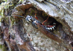 Xiphydria picta