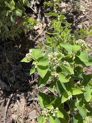 Ageratina herbacea