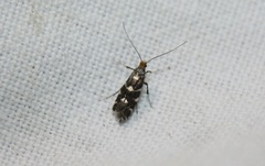 Callisto denticulella