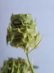 Medicago truncatula