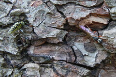 Xiphydria picta