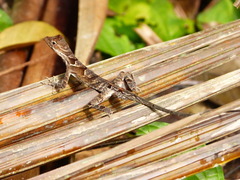 Anolis chrysolepis