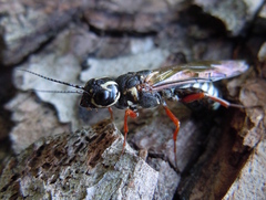 Xiphydria picta