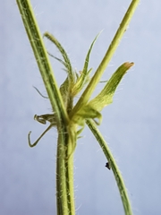 Medicago truncatula